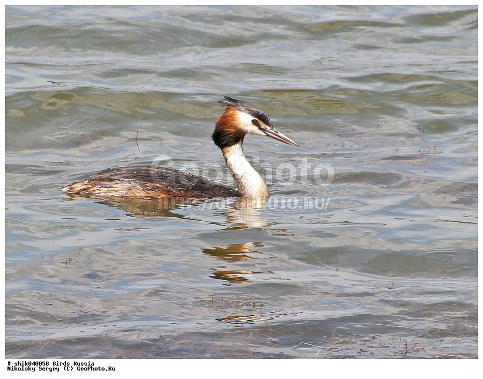 �����, ������, ��������, ��������, �����, �����, ��������, �����������, ������� �����, ������� �����, XYZ, ����������, Podicipedidae, ������� �������, �����, Podiceps cristatus