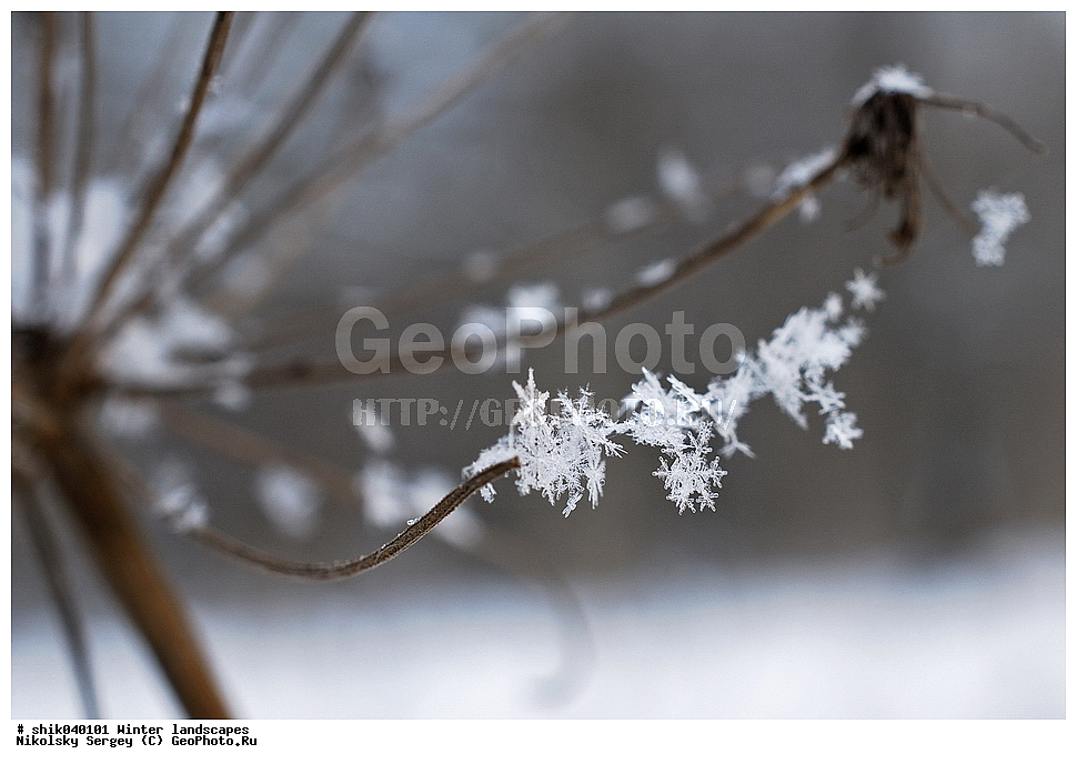 ����, ������, ����, ��������