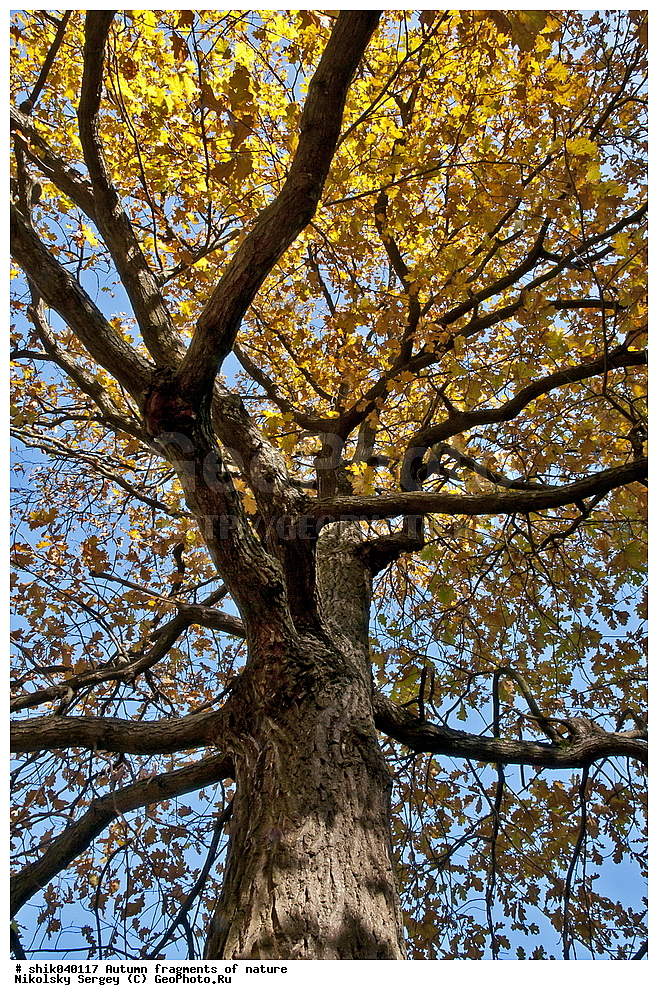 �����, ��������, �������, ������, ���, ������