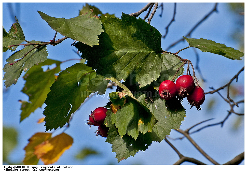 �����, ��������, �������, ��������, �����