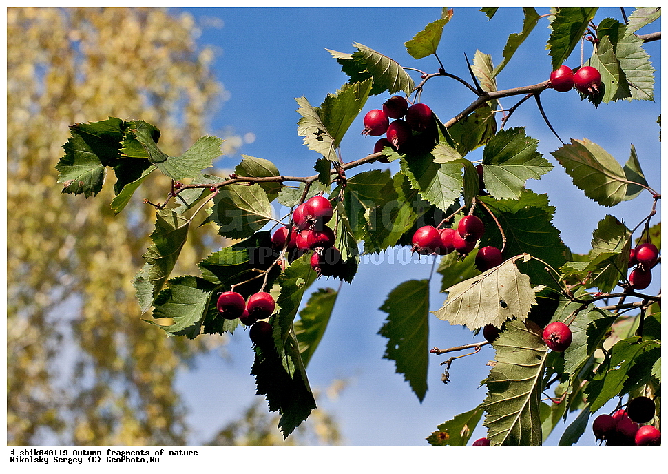 �����, ��������, �������, ��������, �����, ������