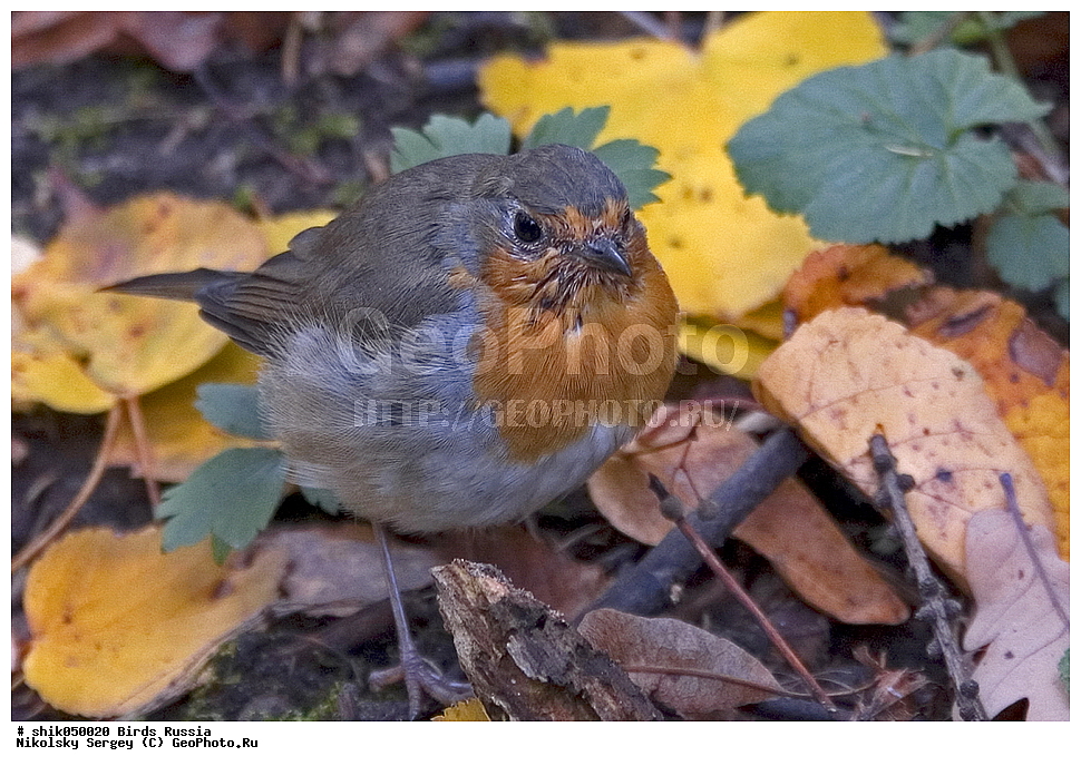 �����, ������, ��������, ��������, ��������, ��������, �����������, �����, �����, XYZ, ������������, Muscicapidae, �������, Erithacus rubecula