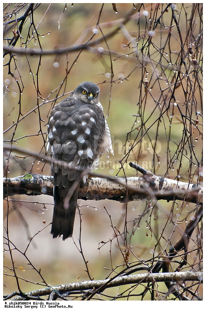 �����, ������, ��������, ��������, ��������, ��������, �����������, ������ �����, ������ �����, XYZ, ����������, Accipitridae, ������-������������, ����� ������, ������������, Accipiter nisus