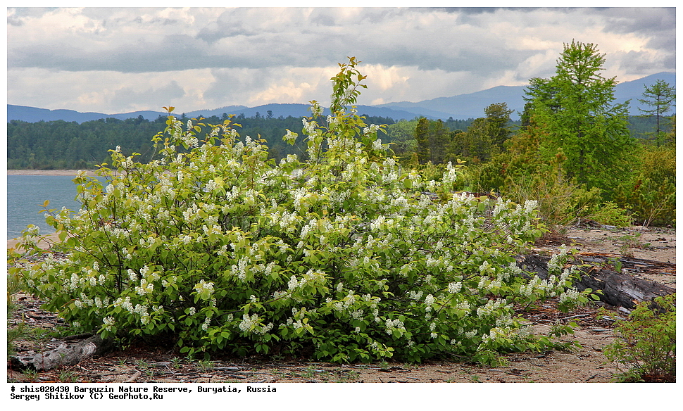 ������������ ��������������� ��������� ���������� ����������, ������������  ����������, �������, ������, ����������, ����������, ����� ������, �������� ������, ����� �������, ������-��������� ����� �������, ����� ��������, ��������, �����, ����� ������������ �������, ��������������, ��������� ����, ������� ���������� (Padus avium Miller), �������