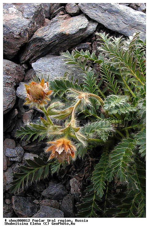 �������� ����, ����������� ����, ��������, ������, ������ ��������, �����, ���������� ��������, ������������ ��������, ������������ ��������, ������, �����, XYZ, ������������, �������, �����������, Rosaceae, ����������� �������, ������������ �������, Acomastylis glacialis, Adamsia glacialis, Geum glaciale, Novosieversia glacialis, Sieversia glacialis