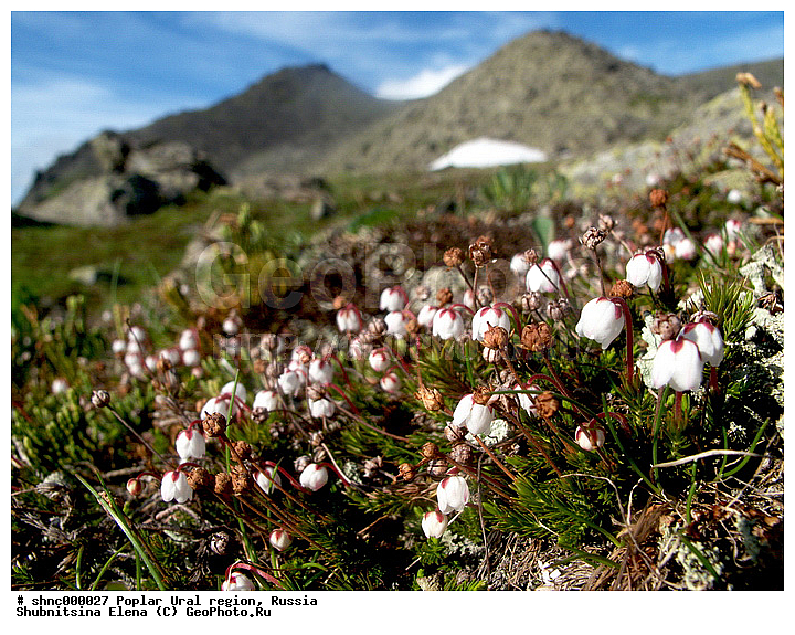 ����������� ����, ��������