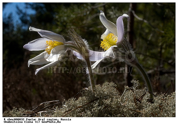 ����������� ����, ��������, �������� ����, ������, ������ ��������, �����, ���������� ��������, ������������ ��������, ������������ ��������, ������, �����, XYZ, ���������, Ranunculaceae, �������� ���������, �������� ��������, �������� �������������, �������� �������������, ���-�����, Pulsatilla patens, Pulsatilla kioviensis, Pulsatilla latifolia, Pulsatilla ovczinnikovii