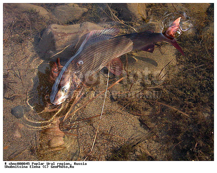 ����������� ����, �������, ������������, ����, ������