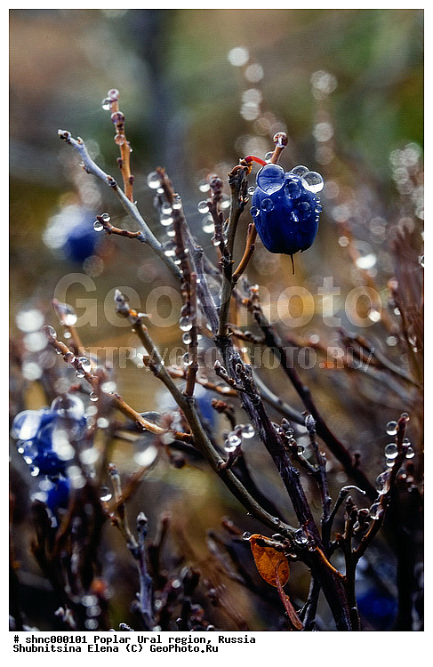 ����������� ����, ��������, ������ ��������, �����, ���������� ��������, ������������ ��������, ������������ ��������, ����, �����, �����, �����, XYZ, ����������, Ericaceae, �������� ������������, �������� ��������, �������� �������, �������� �����������