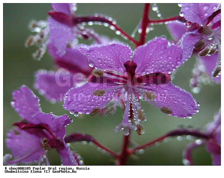 ����������� ����, ��������, ������, ������ ��������, �����, ���������� ��������, ������������ ��������, ������������ ��������, ������, �����, XYZ, ���������, ���������, ������������, Onagraceae, ����-��� �������������, ������ �������������, ���������� �������������, ���������� �������������, Chamaenerion latifolium, Chamaenerion halimifolium, Chamaenerion subdentatum, Chamerion latifolium, Chamerion subdentatum