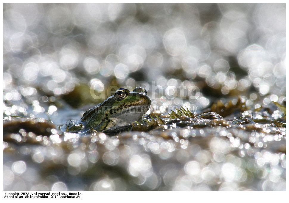 ������������� �������, ������, ��������, ��������, �����������, �����������, �������, �������, XYZ, ��������� �������, Ranidae, ������ �������, ������� �������, Pelophylax ridibundus, Rana ridibunda