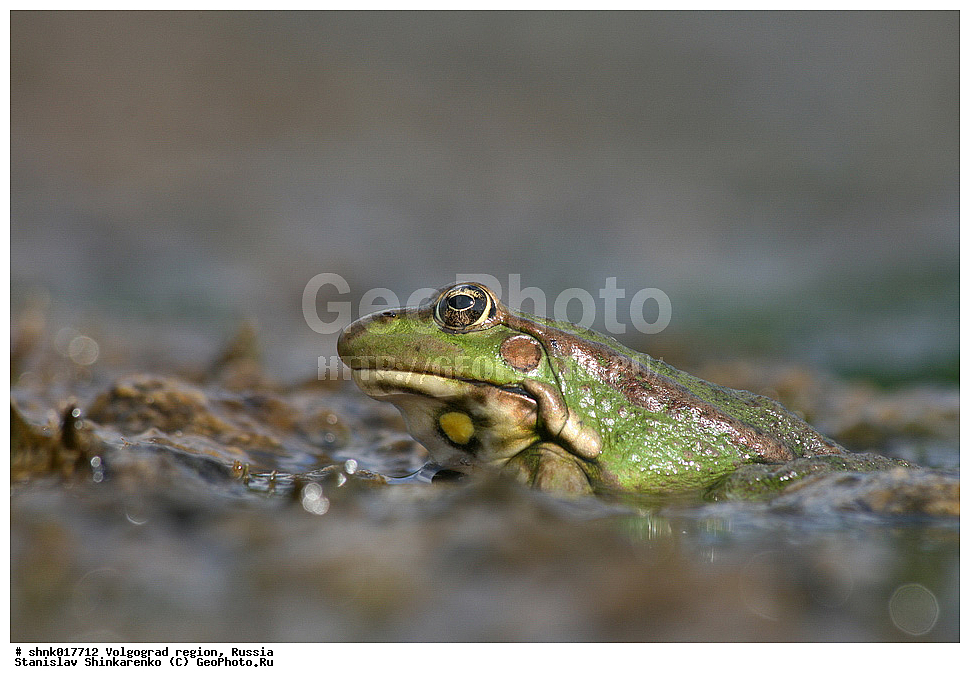 ������������� �������, ������, ��������, ��������, �����������, �����������, �������, �������, XYZ, ��������� �������, Ranidae, ������ �������, ������� �������, Pelophylax ridibundus, Rana ridibunda