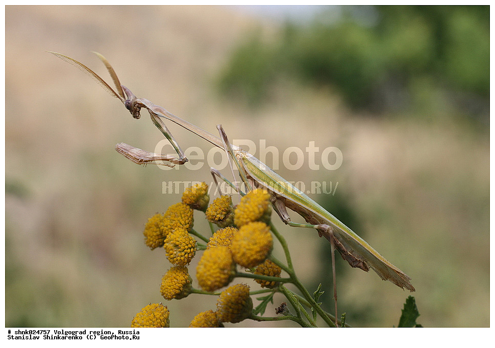 ������������� �������, ������, ��������, ��������, ���������, ���������, XYZ, ������, �������� Empusidae, ������ �����������, ������ ����������, ������ ��������, ���������� ������, ����������� ������, �������� ������, Empusa pennicornis, ��������������, �������������, ��������������