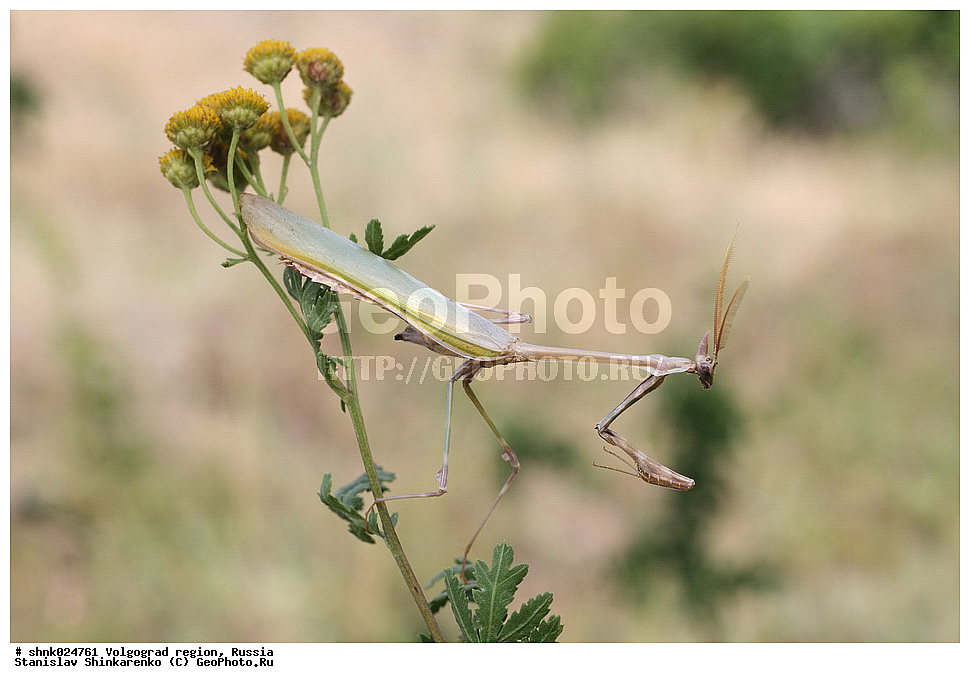 ������������� �������, ������, ��������, ��������, ���������, ���������, XYZ, ������, �������� Empusidae, ������ �����������, ������ ����������, ������ ��������, ���������� ������, ����������� ������, �������� ������, Empusa pennicornis, ��������������, �������������, ��������������