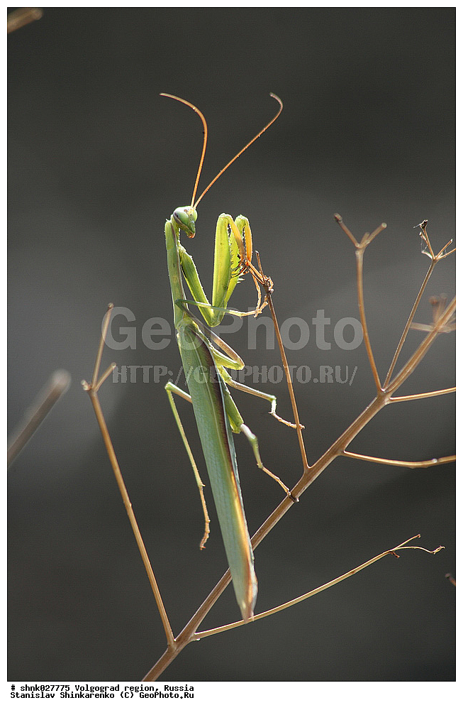 ������������� �������, ������, ��������, ��������, ���������, ���������, XYZ, ��������� ��������, Mantidae, ������������ �������, ������� �����������, Mantis religiosa, ��������������, �������������, ��������������