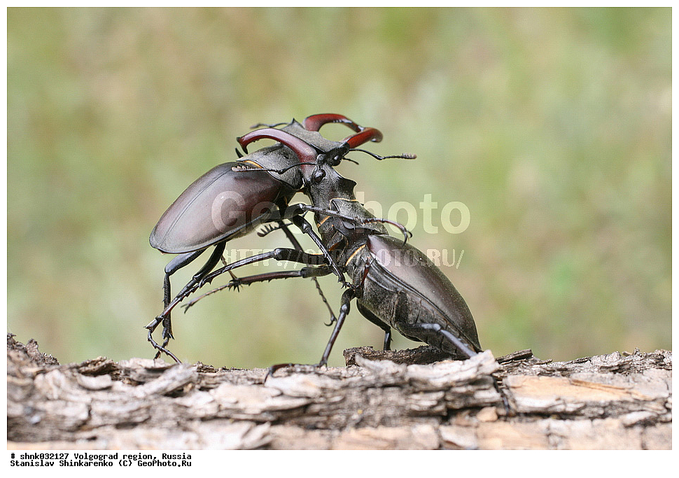 ������������� �������, ������, ��������, ��������, ���������, ���������, ���, ����, XYZ, ������, ��������������, ����-�����, Lucanidae, ���-�����, Lucanus cervus, ��������������, �������������, ��������������