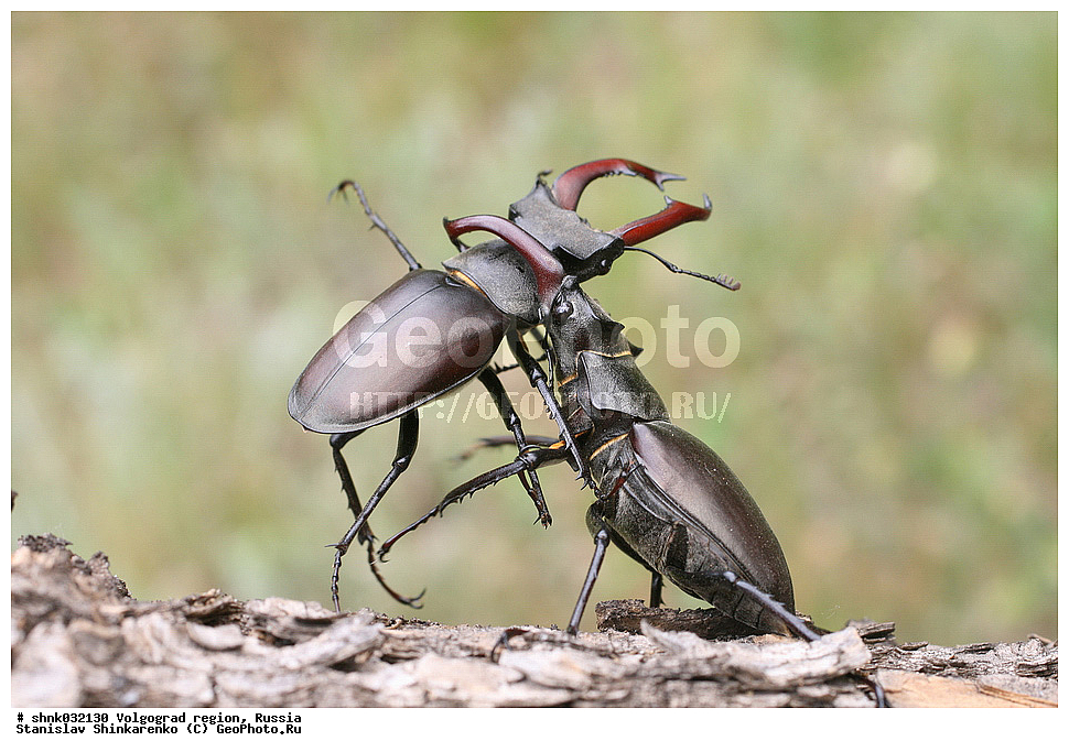 ������������� �������, ������, ��������, ��������, ���������, ���������, ���, ����, XYZ, ������, ��������������, ����-�����, Lucanidae, ���-�����, Lucanus cervus, ��������������, �������������, ��������������
