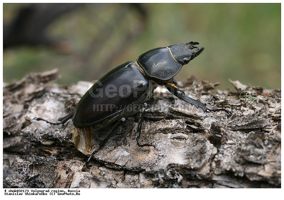 ������������� �������, ������, ��������, ��������, ���������, ���������, ���, ����, XYZ, ������, ��������������, ����-�����, Lucanidae, ���-�����, Lucanus cervus, ��������������, �������������, ��������������