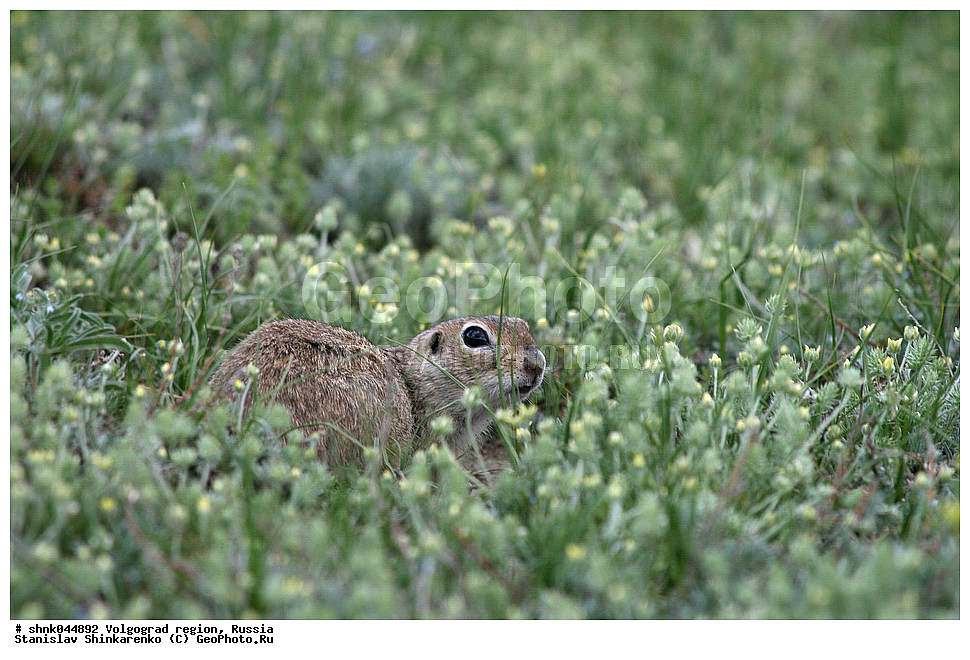  ������������� �������, ������, ��������, ��������, �������������, �������������, �����, �����