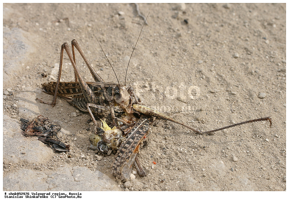 ������������� �������, ������, ��������, ��������, ���������, ���������, XYZ, ��������� ���������, Tettigoniidae, �������� �����, C���� ��������, ϸ����� ��������, ������� ��������, �������� ������, Decticus verrucivorus, ��������������, �������������, ��������������