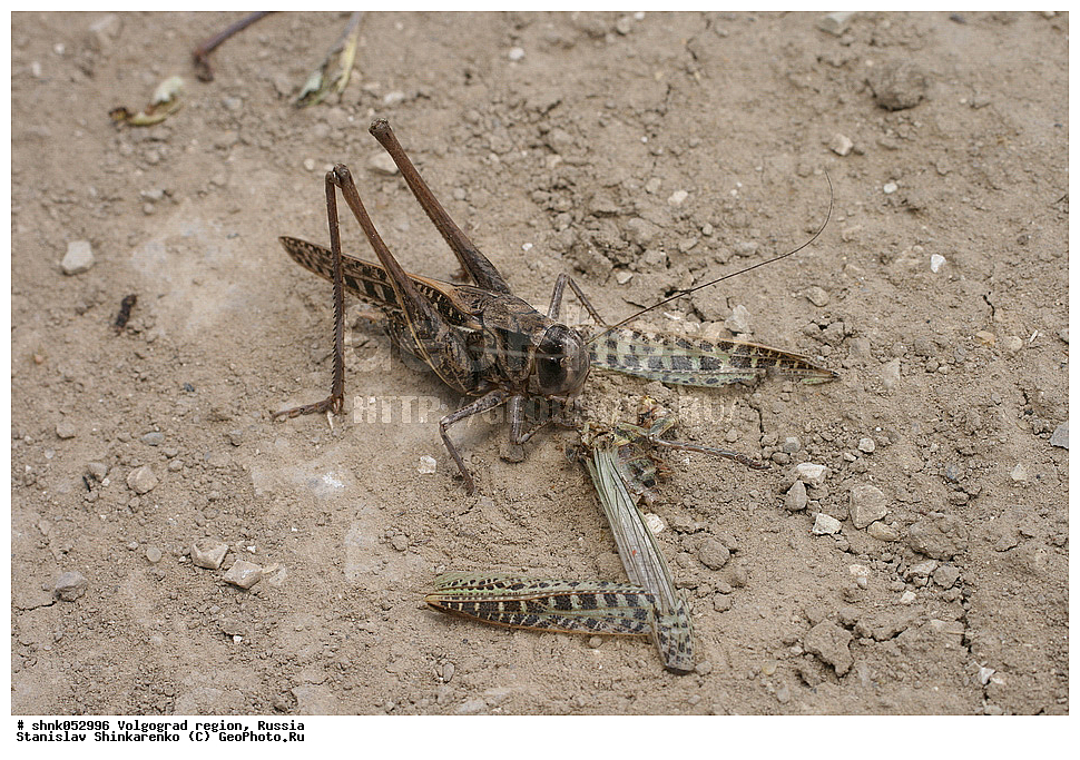������������� �������, ������, ��������, ��������, ���������, ���������, XYZ, ��������� ���������, Tettigoniidae, �������� �����, C���� ��������, ϸ����� ��������, ������� ��������, �������� ������, Decticus verrucivorus, ��������������, �������������, ��������������