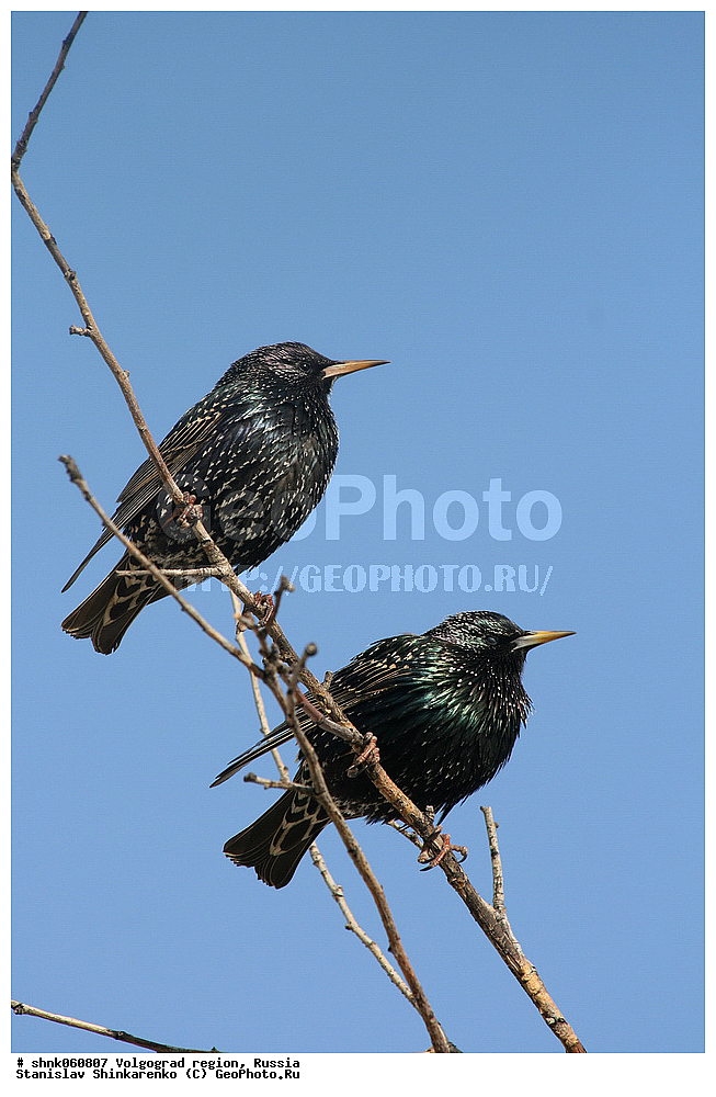 ������������� �������, ������, ��������, ��������, �����, �����, ��������, �����������, ����������, Sturnidae, ������������ �������, Sturnus vulgaris, XYZ