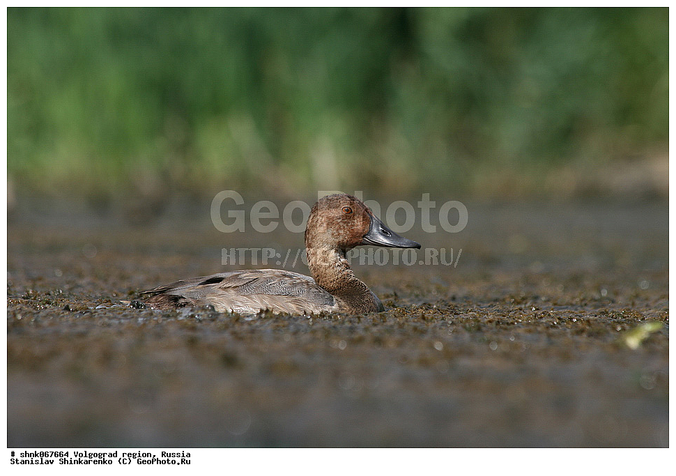 ������������� �������, ������, ��������, ��������, �����, �����, ��������, �����������, ������, Anatidae, ������������� �����, Aythya ferina, �����������������, ������������� �����, ������������� �����, XYZ