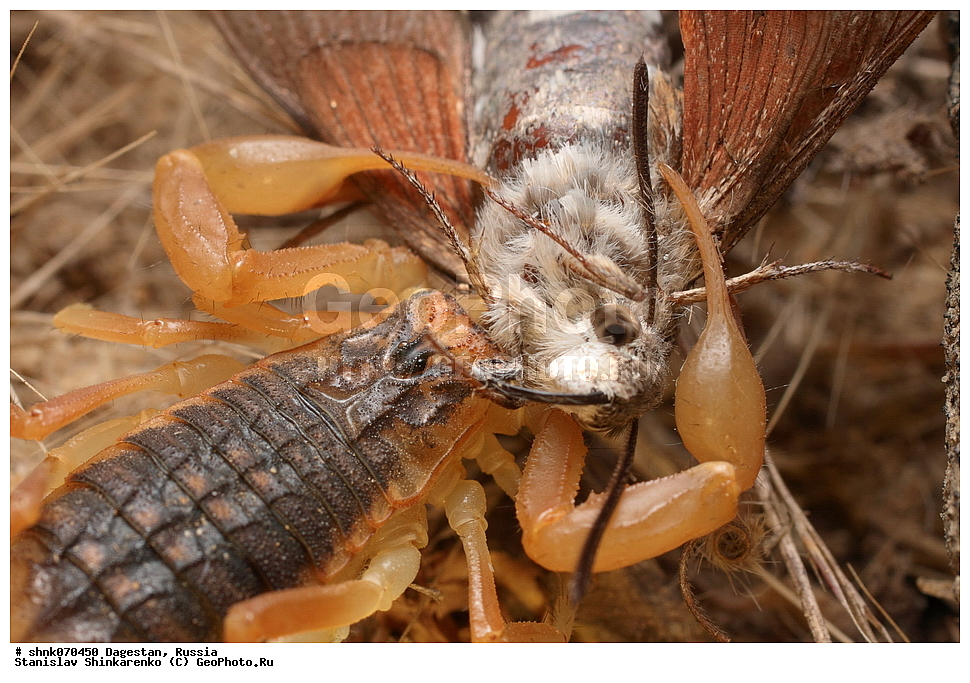 ����������� ������, ������������ ����������, ��������, ������, ������, ��������, ��������, ��������������, �������������, XYZ, ������, Buthidae, ���������� ��������, �������� ����������, Mesobuthus caucasicus, ��������������