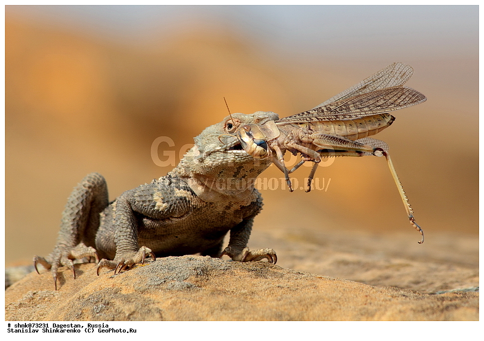 ����������� ������, ������������ ����������, ��������, ������, ������, ��������, ��������, ��������������, ��������������, ��������, ��������, XYZ, ��������, Agamidae, ���������� �����, Laudakia caucasia, Paralaudakia caucasia, Stellio caucasicus
