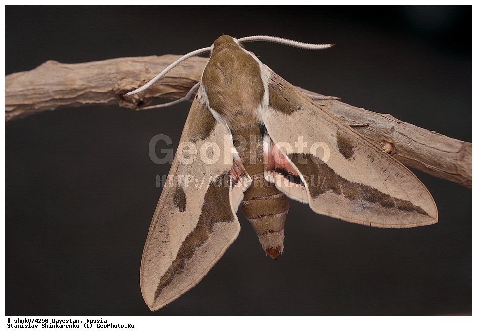 ����������� ������, ������������ ����������, ��������, ������, ������, ��������, ��������, ���������, ���������, XYZ, ��������, Sphingidae, ���������� �������, ������� ����������, Hyles euphorbiae, �������, �������