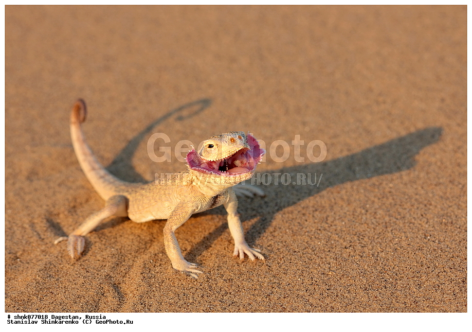 ����������� ������, ������������ ����������, ��������, ������, ������, ��������, ��������, ��������������, ��������������, ��������, ��������, XYZ, ��������, Agamidae, ������� �������������, Phrynocephalus mystaceus