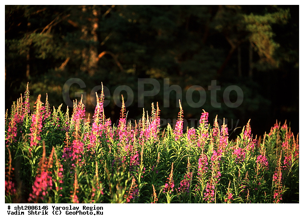 ����-���, ����, ������� �����, �����