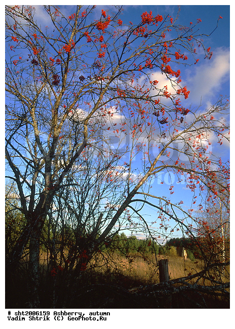 �������, �����, ������, �����