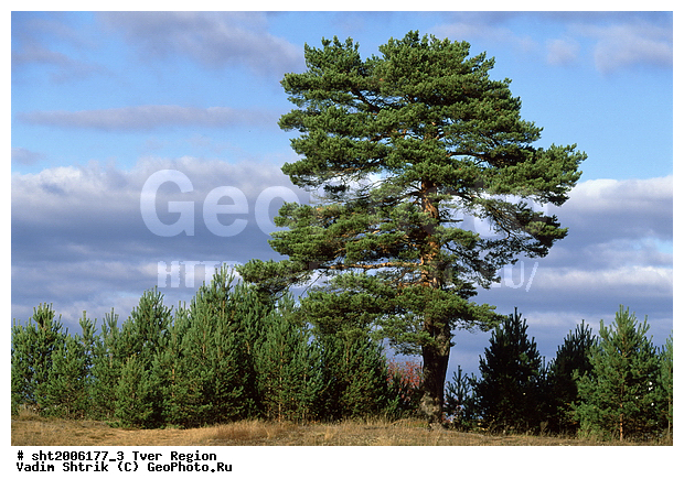 ������, ����, ������, �����