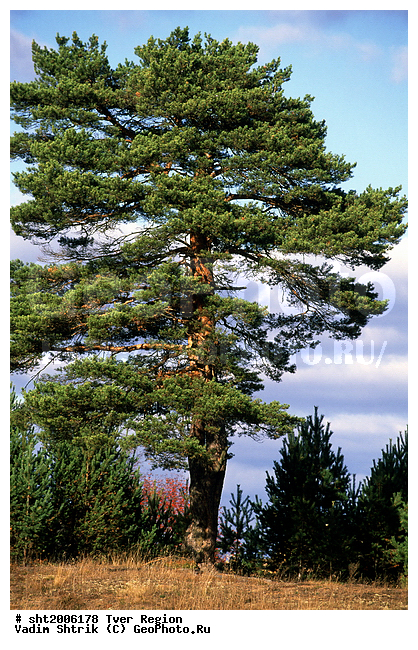 ������, ����, ������, �����