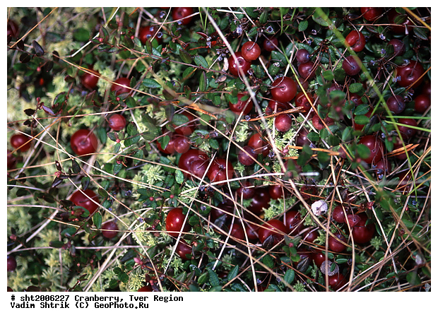 ������, �����, ������ ��������, �����, ���������� ��������, ������������ ��������, ������������ ��������, ����, �����, �����, �����, XYZ, ����������, Ericaceae, ������ ��������, ������ ������������, ������ ����������������, Oxycoccus palustris, Oxycoccus quadripetalus, Vaccinium oxycoccos, ������ ��������, �����, ���������� ��������, ������������ ��������, ������������ ��������, ����, �����, �����, �����, XYZ, ����������, Ericaceae, ������ ��������, ������ ������������, ������ ����������������, Oxycoccus palustris, Oxycoccus quadripetalus, Vaccinium oxycoccos