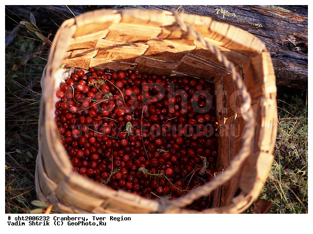 ���������� �������, ������, �������, �������, �������� �������, �����, ������ ��������, �����, ���������� ��������, ������������ ��������, ������������ ��������, ����, �����, �����, �����, XYZ, ����������, Ericaceae, ������ ��������, ������ ������������, ������ ����������������, Oxycoccus palustris, Oxycoccus quadripetalus, Vaccinium oxycoccos, ������ ��������, �����, ���������� ��������, ������������ ��������, ������������ ��������, ����, �����, �����, �����, XYZ, ����������, Ericaceae, ������ ��������, ������ ������������, ������ ����������������, Oxycoccus palustris, Oxycoccus quadripetalus, Vaccinium oxycoccos