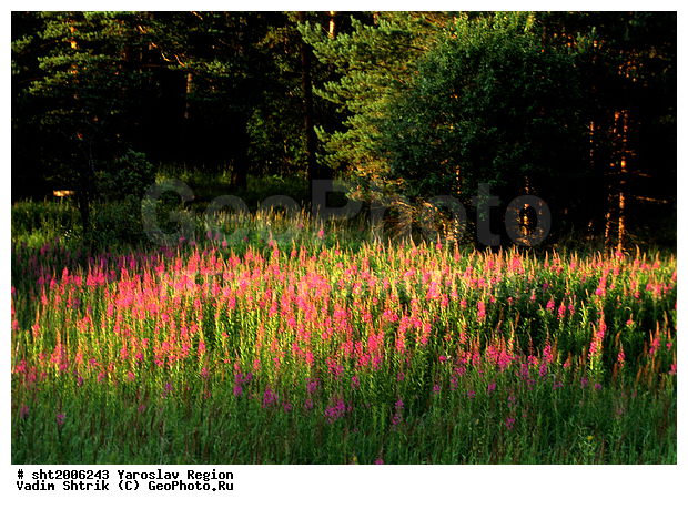 ����-���, ����, ������� �����, �����