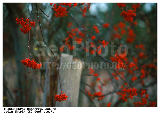 �������, �����, ������, �����