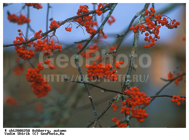 �������, �����, ������, �����