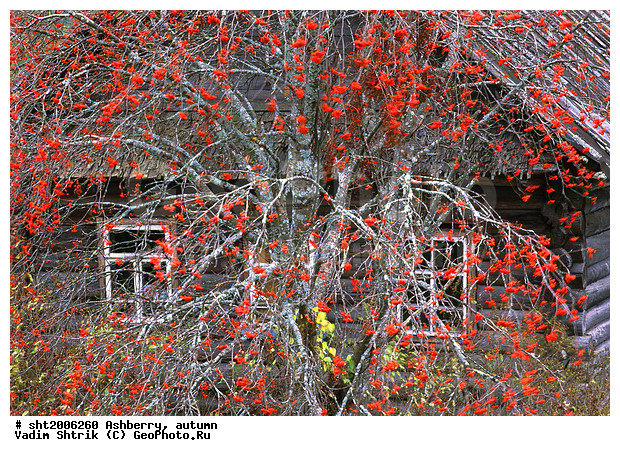 ����������� ���, �������, ������, ���, �������, �����, ������, �����