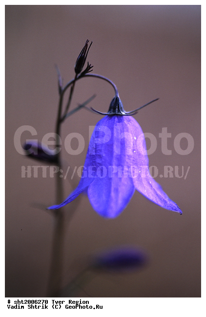 �����������, �����, ������