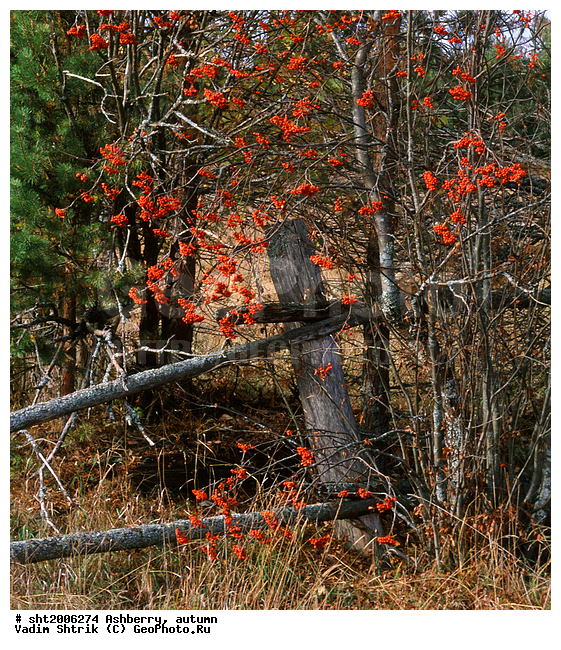 �������, �����, ������, �����