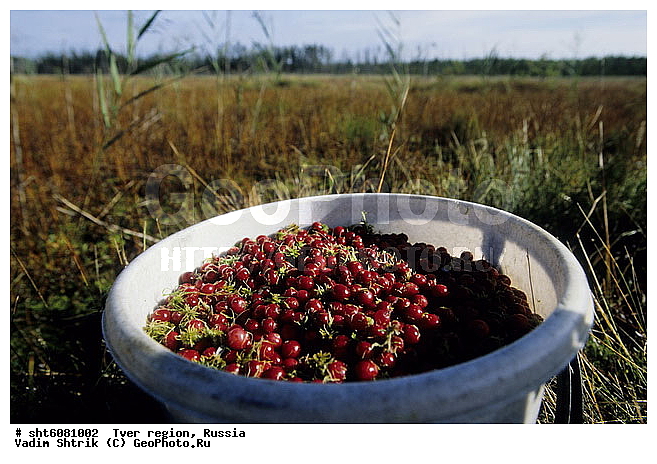 ��������, ������, ������� �����, ������, �����, ����, ��������, ��������, ��������, �����, ������ ��������, �����, ���������� ��������, ������������ ��������, ������������ ��������, ����, �����, �����, �����, XYZ, ����������, Ericaceae, ������ ��������, ������ ������������, ������ ����������������, Oxycoccus palustris, Oxycoccus quadripetalus, Vaccinium oxycoccos, ������ ��������, �����, ���������� ��������, ������������ ��������, ������������ ��������, ����, �����, �����, �����, XYZ, ����������, Ericaceae, ������ ��������, ������ ������������, ������ ����������������, Oxycoccus palustris, Oxycoccus quadripetalus, Vaccinium oxycoccos