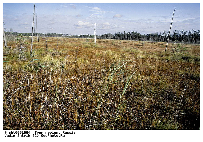 ��������, ������, ������� �����, ������, �����, ����, ��������, ��������, ��������, �����, ������ ��������, �����, ���������� ��������, ������������ ��������, ������������ ��������, ����, �����, �����, �����, XYZ, ����������, Ericaceae, ������ ��������, ������ ������������, ������ ����������������, Oxycoccus palustris, Oxycoccus quadripetalus, Vaccinium oxycoccos, ������ ��������, �����, ���������� ��������, ������������ ��������, ������������ ��������, ����, �����, �����, �����, XYZ, ����������, Ericaceae, ������ ��������, ������ ������������, ������ ����������������, Oxycoccus palustris, Oxycoccus quadripetalus, Vaccinium oxycoccos