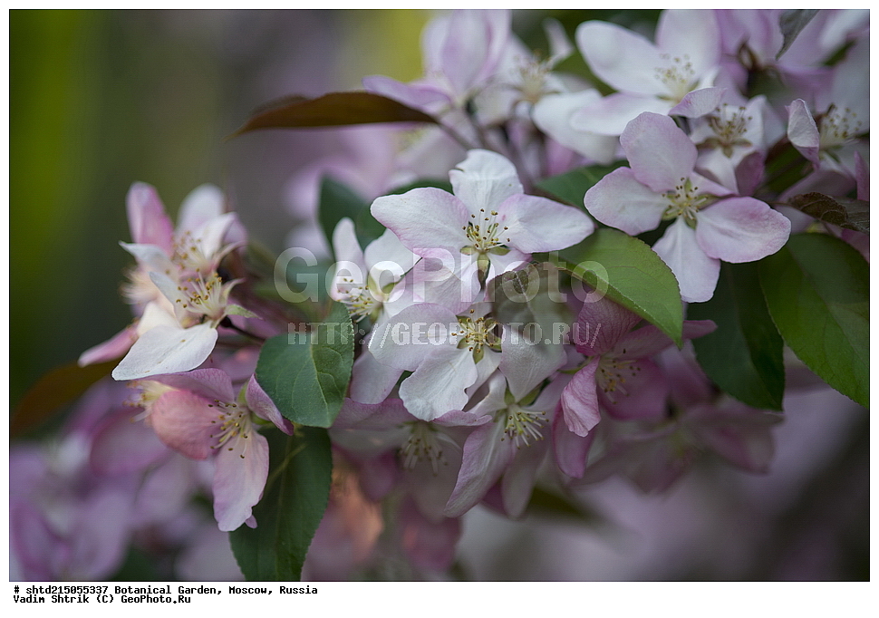 ���, ������������ ���, �������, ����������, ������, ������, ��������, �����, ������ ��������, ���������� ��������, ������� ��������, ������� ��������, ������, �����, XYZ, ������������, �������, �����������, Rosaceae, ������ ��������, ������ ����������, Malus domestica