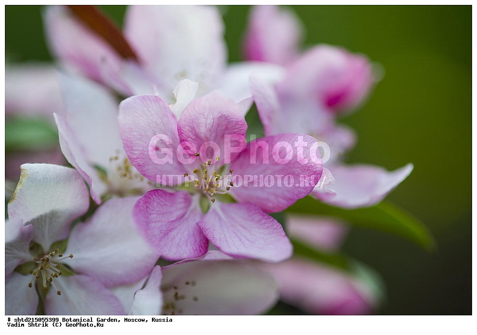 ������������ ���, �������, ����������, ������, ������, ��������, �����, ������ ��������, ���������� ��������, ������� ��������, ������� ��������, ������, �����, XYZ, ������������, �������, �����������, Rosaceae, ������ ��������, ������ ����������, Malus domestica