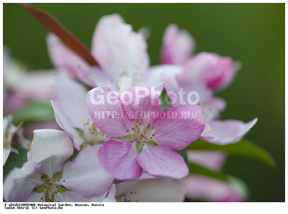 ������������ ���, �������, ����������, ������, ������, ��������, �����, ������ ��������, ���������� ��������, ������� ��������, ������� ��������, ������, �����, XYZ, ������������, �������, �����������, Rosaceae, ������ ��������, ������ ����������, Malus domestica