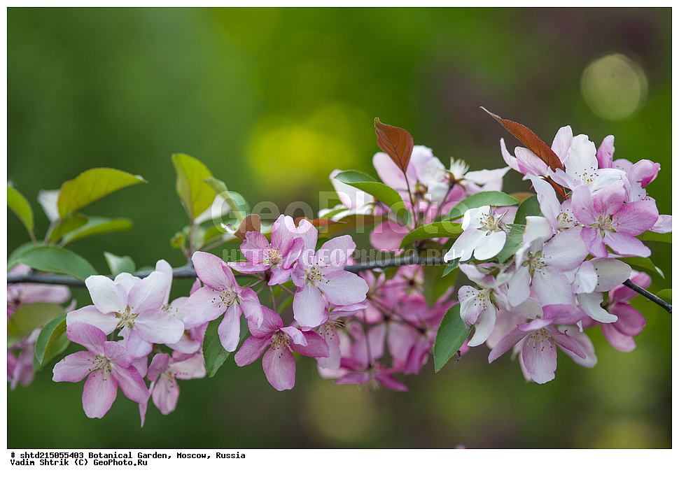 ������������ ���, �������, ����������, ������, ������, ��������, �����, ������ ��������, ���������� ��������, ������� ��������, ������� ��������, ������, �����, XYZ, ������������, �������, �����������, Rosaceae, ������ ��������, ������ ����������, Malus domestica