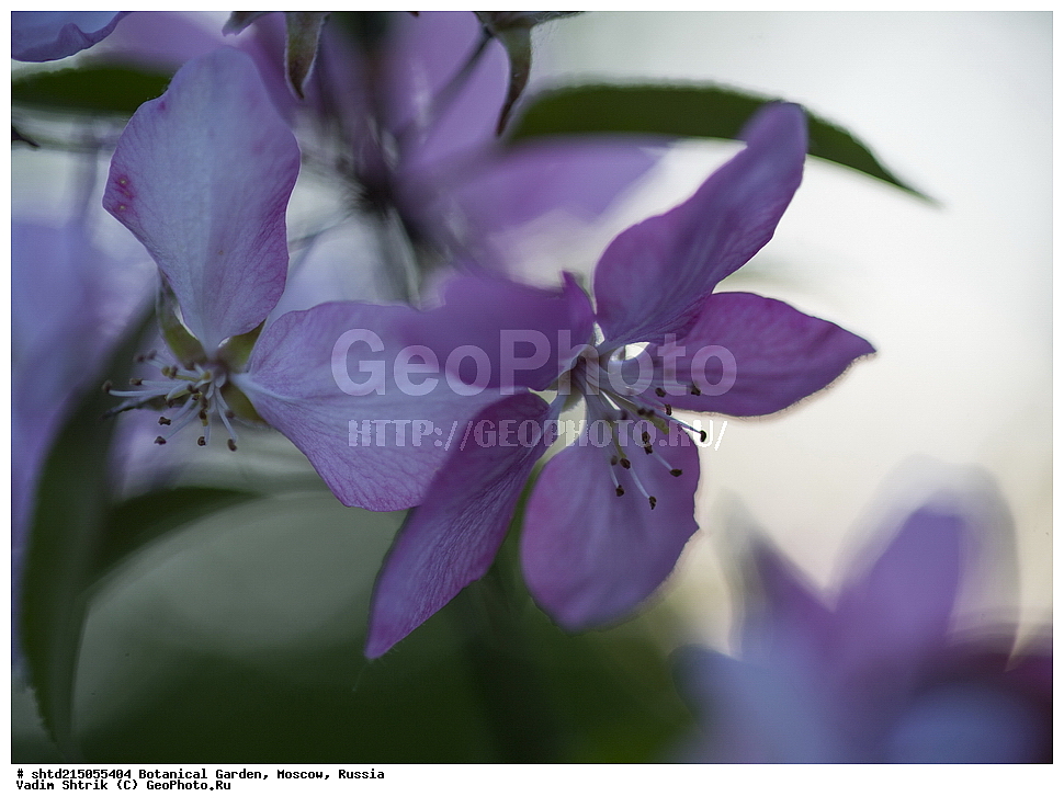 ������������ ���, �������, ����������, ������, ������, ��������, �����, ������ ��������, ���������� ��������, ������� ��������, ������� ��������, ������, �����, XYZ, ������������, �������, �����������, Rosaceae, ������ ��������, ������ ����������, Malus domestica